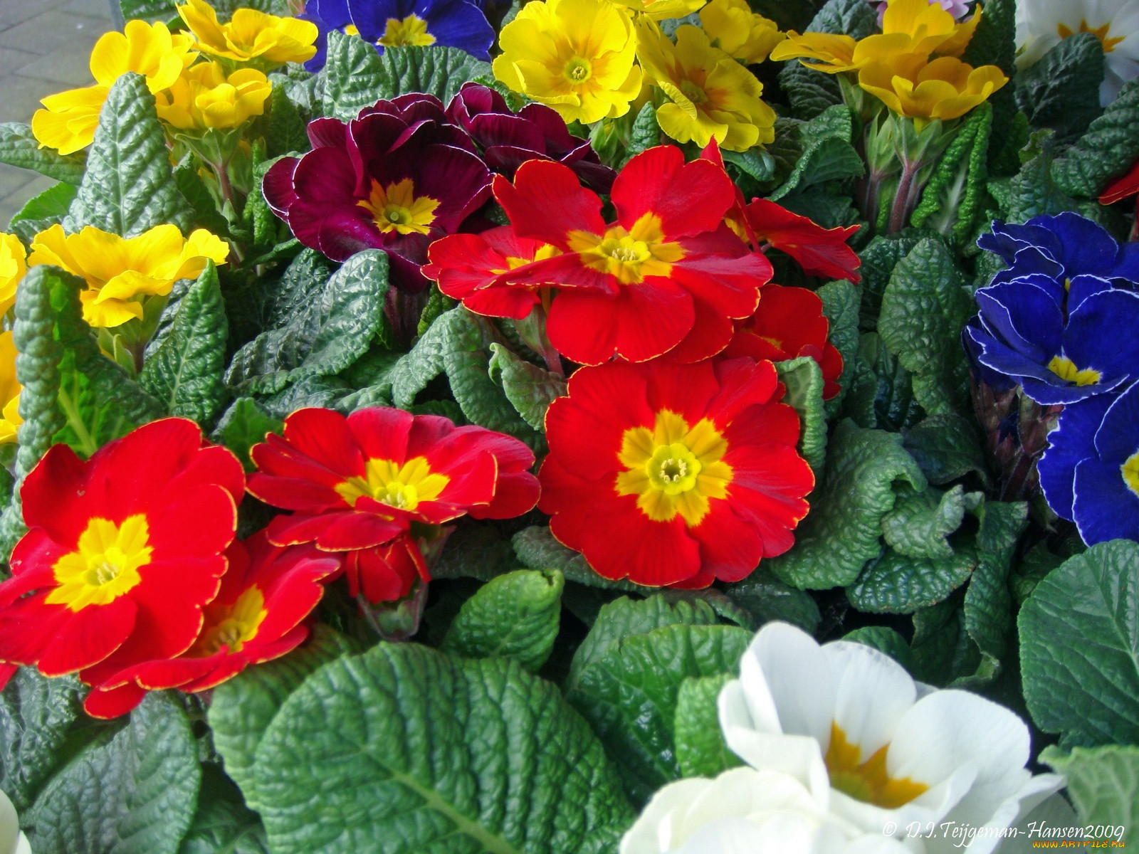 primulas, , 